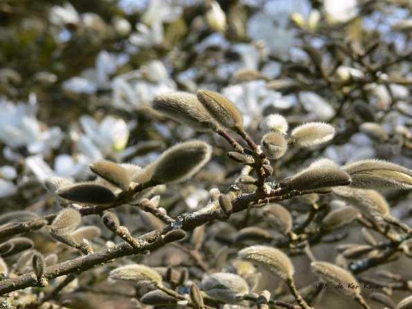 Bois des Moutiers (68) mars 2012